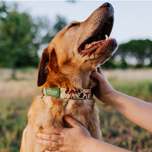 Longhorn Camo - Performance Nylon Dog Collar